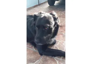 Cachorro raça Raça  indefinida idade 6 ou mais anos nome Sultão 