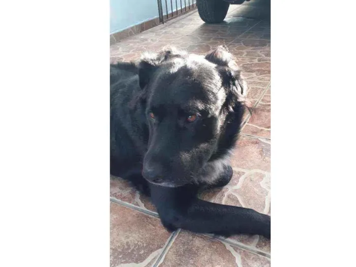 Cachorro ra a Raça  indefinida idade 6 ou mais anos nome Sultão 