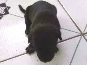 Cachorro raça Srd idade Abaixo de 2 meses nome Pituca