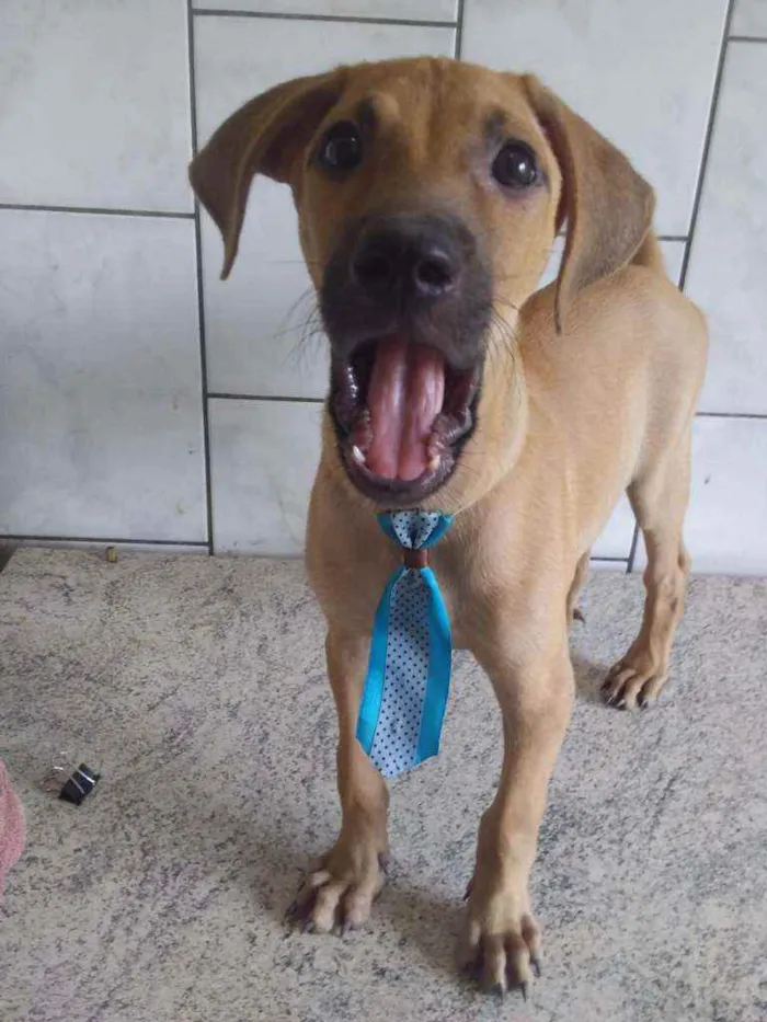 Cachorro ra a Sem ração definida idade 7 a 11 meses nome Doce de Leite - DL