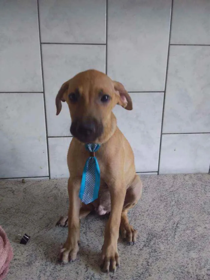 Cachorro ra a Sem ração definida idade 7 a 11 meses nome Doce de Leite - DL