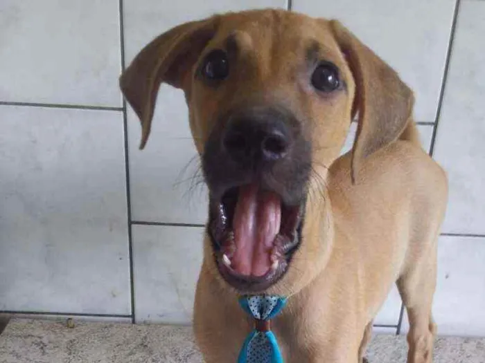 Cachorro ra a Sem ração definida idade 7 a 11 meses nome Doce de Leite - DL