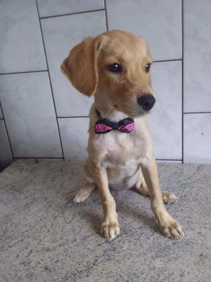 Cachorro ra a Sem ração definida idade 2 a 6 meses nome Princesinha
