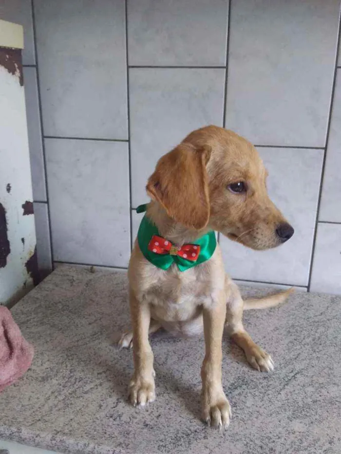 Cachorro ra a Sem ração definida idade 2 a 6 meses nome Princesinha