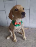 Princesinha