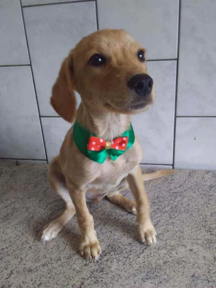 Cachorro ra a Sem ração definida idade 2 a 6 meses nome Princesinha