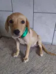 Princesinha