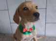 Princesinha