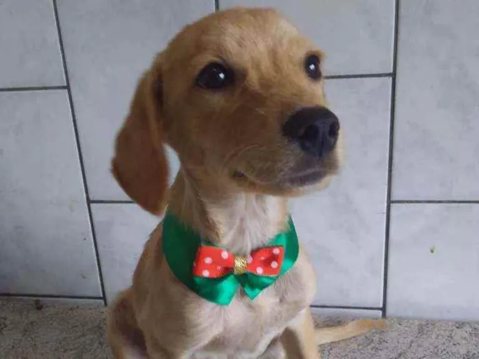 Cachorro ra a Sem ração definida idade 2 a 6 meses nome Princesinha