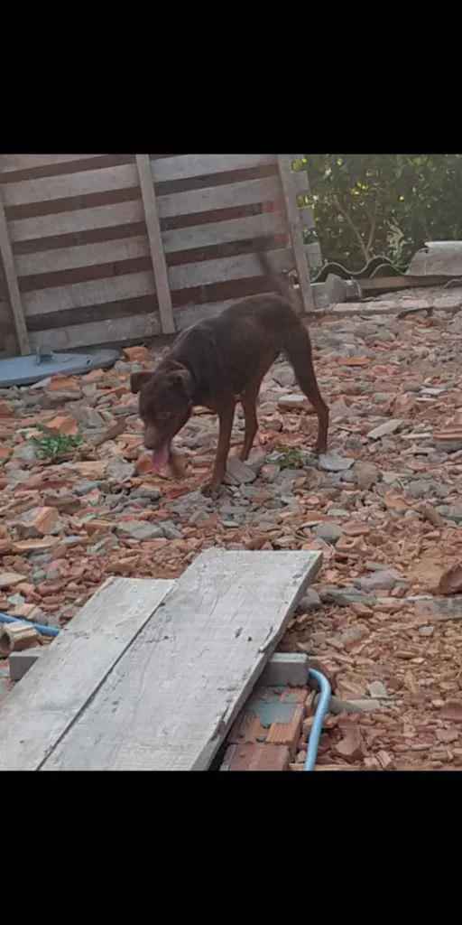 Cachorro ra a Viralata cm labrador  idade 2 anos nome Cacau