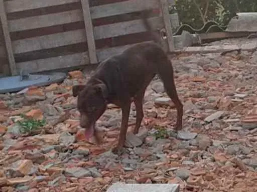 Cachorro ra a Viralata cm labrador  idade 2 anos nome Cacau