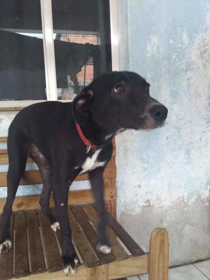 Cachorro ra a Sem ração definida idade 2 a 6 meses nome Bianquinha
