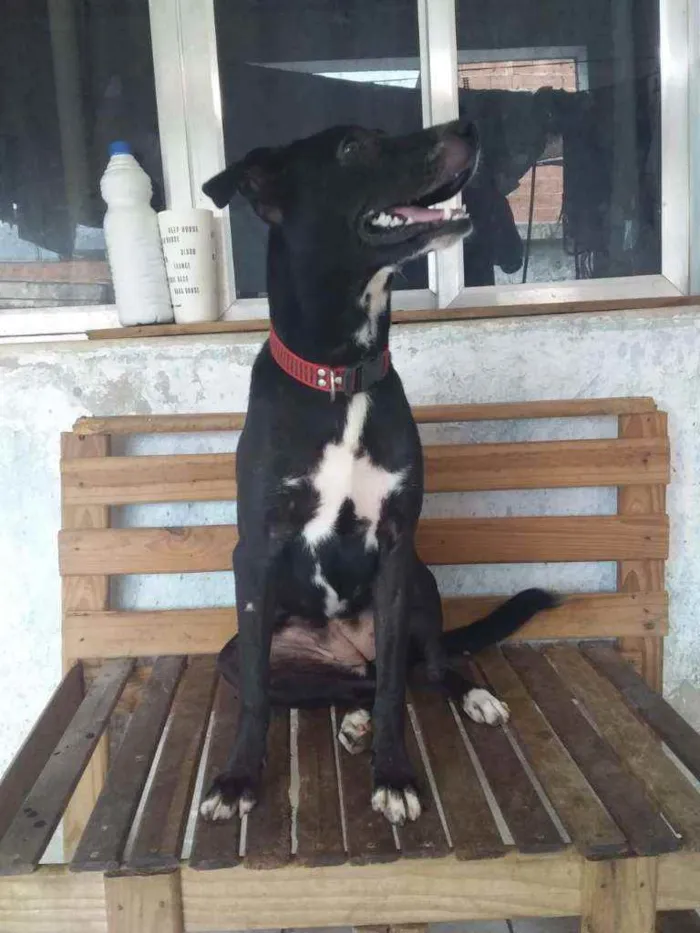 Cachorro ra a Sem ração definida idade 2 a 6 meses nome Bianquinha