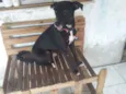 Bianquinha