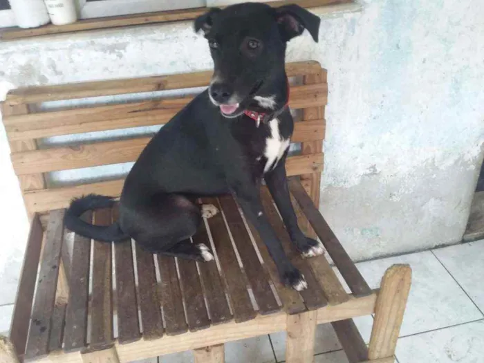 Cachorro ra a Sem ração definida idade 2 a 6 meses nome Bianquinha