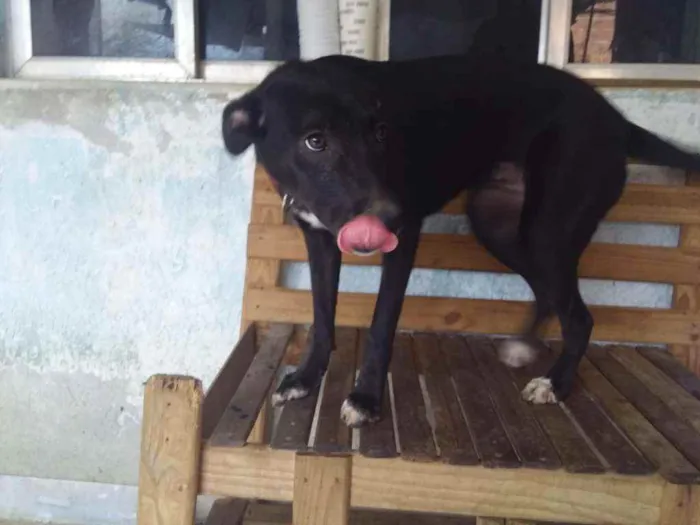 Cachorro ra a Sem ração definida idade 2 a 6 meses nome Bianquinha