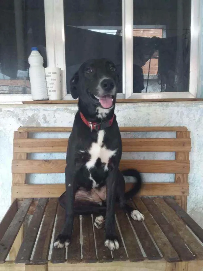 Cachorro ra a Sem ração definida idade 2 a 6 meses nome Bianquinha