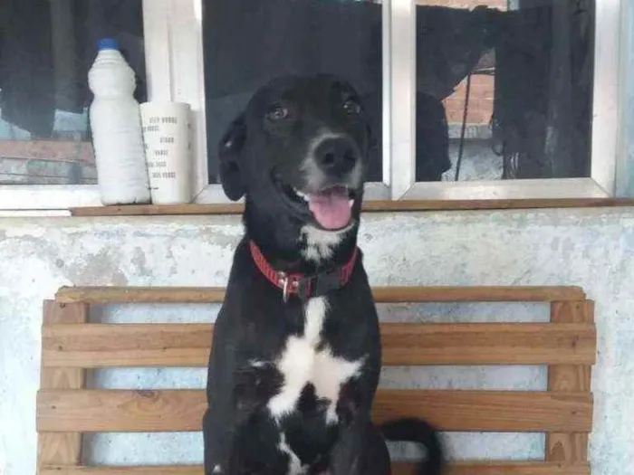 Cachorro ra a Sem ração definida idade 2 a 6 meses nome Bianquinha