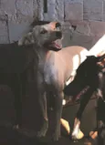 Gasparzinho