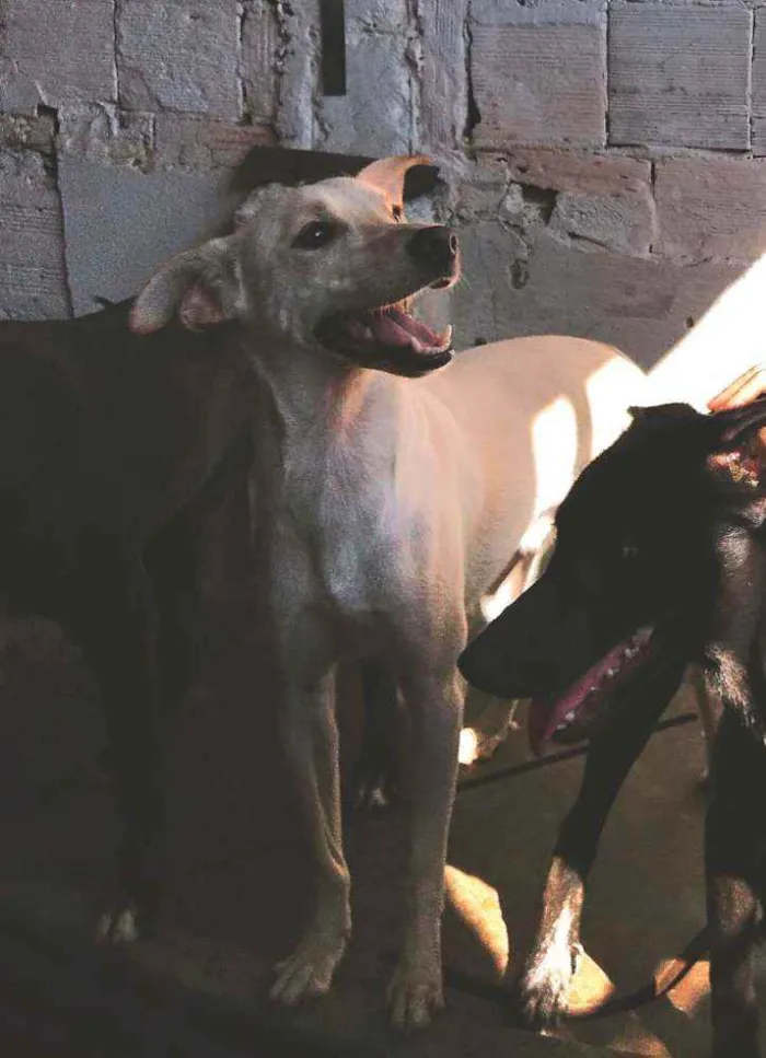 Cachorro ra a sem raça definida idade 1 ano nome Gasparzinho