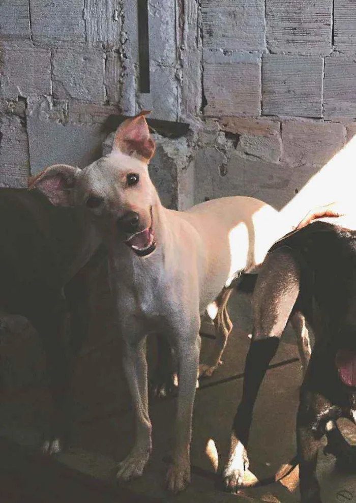 Cachorro ra a sem raça definida idade 1 ano nome Gasparzinho
