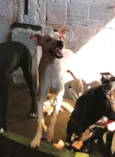 Gasparzinho