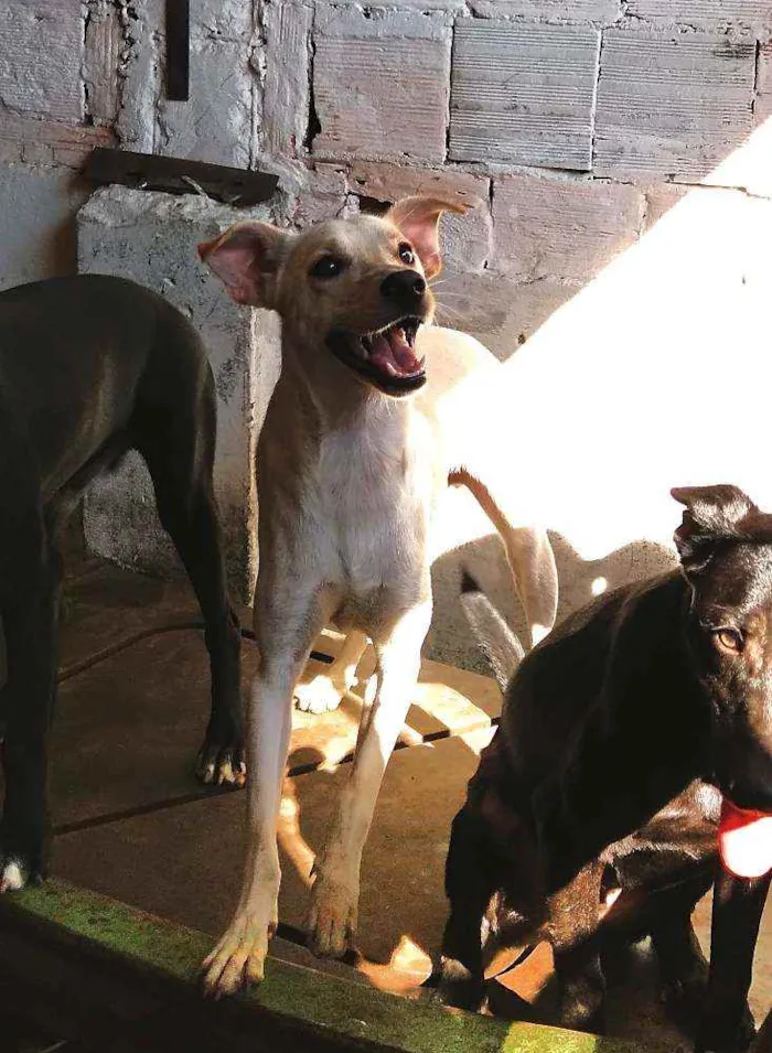 Cachorro ra a sem raça definida idade 1 ano nome Gasparzinho