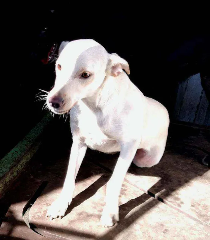 Cachorro ra a sem raça definida idade 1 ano nome Gasparzinho
