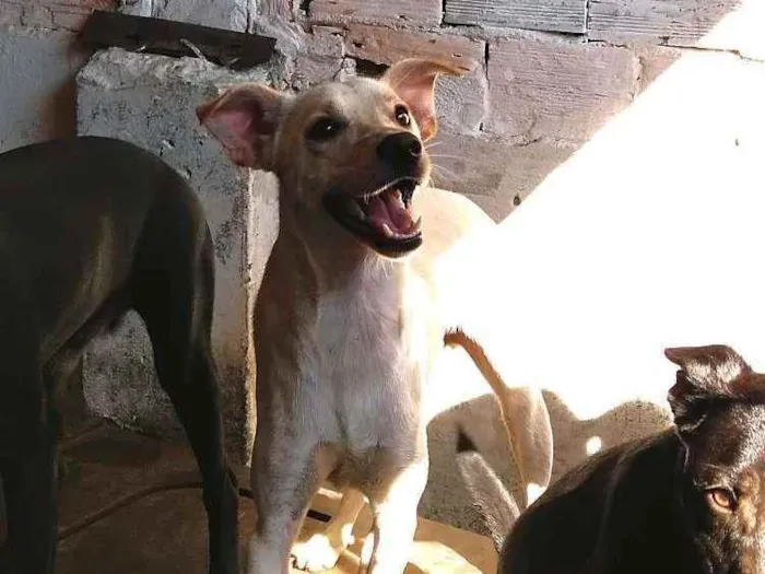 Cachorro ra a SRD-ViraLata idade 1 ano nome Gasparzinho