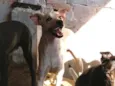 Gasparzinho