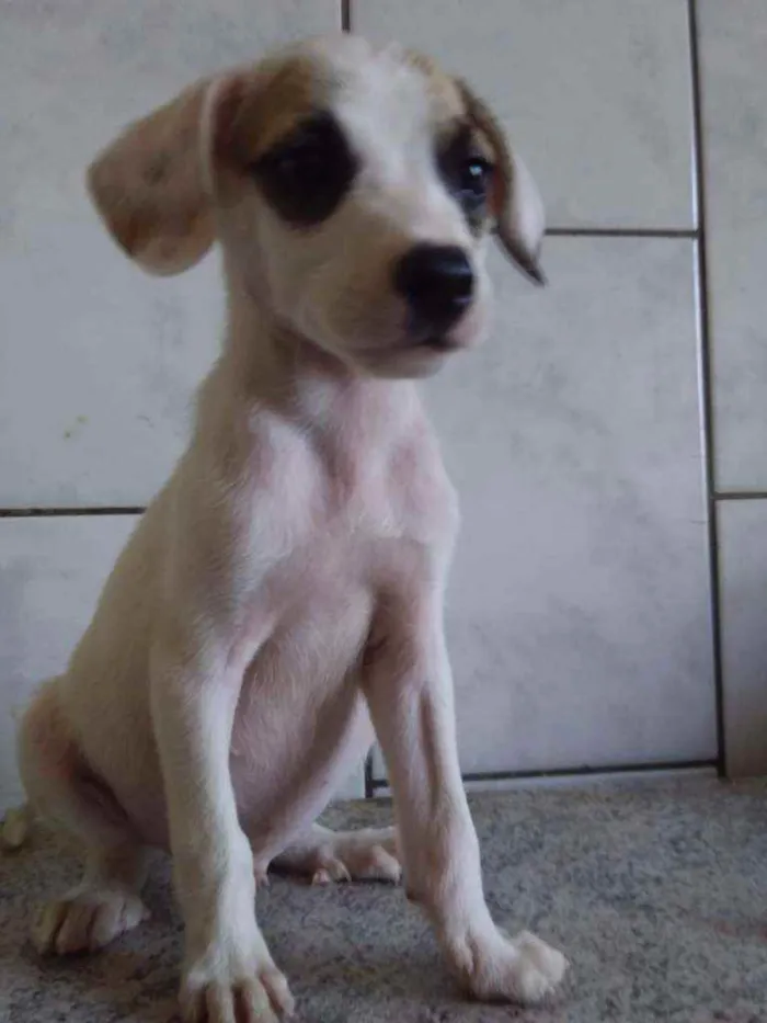 Cachorro ra a Sem ração definida idade 2 a 6 meses nome Paçoca
