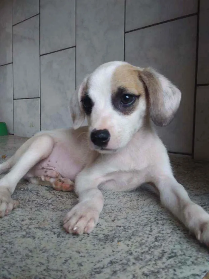 Cachorro ra a Sem ração definida idade 2 a 6 meses nome Paçoca