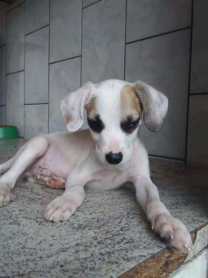 Cachorro ra a Sem ração definida idade 2 a 6 meses nome Paçoca