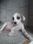 Paçoca