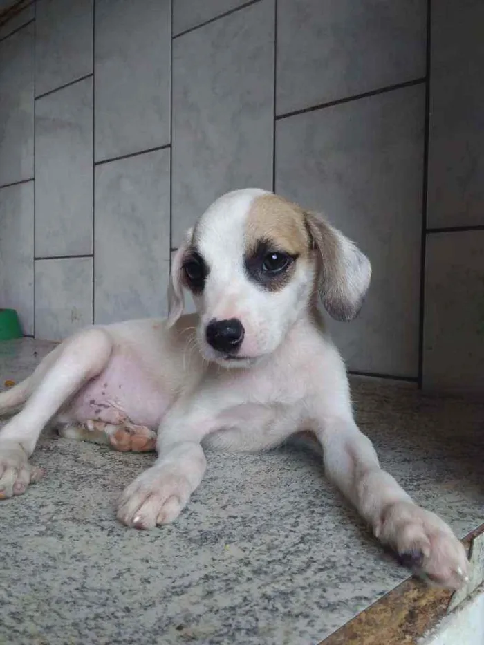 Cachorro ra a Sem ração definida idade 2 a 6 meses nome Paçoca
