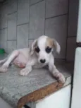 Paçoca