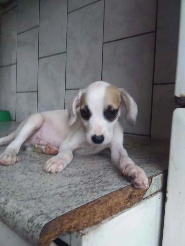 Cachorro ra a Sem ração definida idade 2 a 6 meses nome Paçoca