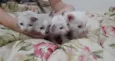 Fofinhos