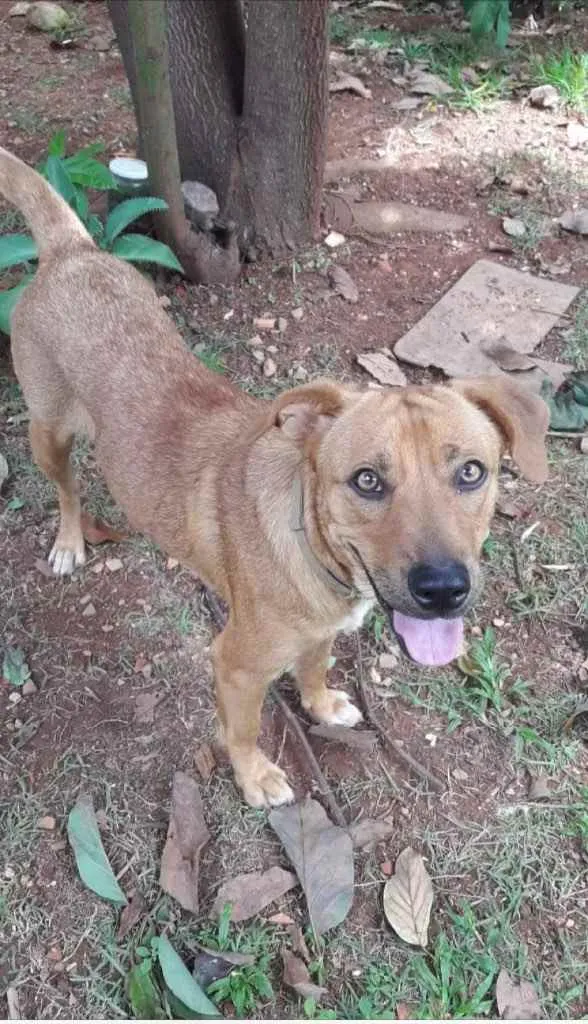 Cachorro ra a SEM RAÇA  idade 7 a 11 meses nome AFRODITE 