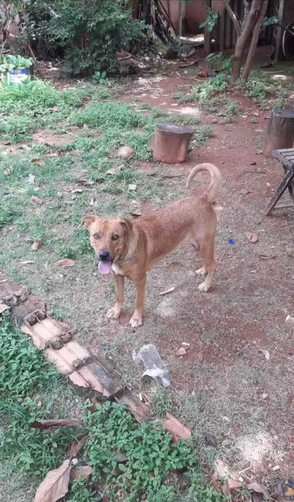 Cachorro ra a SEM RAÇA  idade 7 a 11 meses nome AFRODITE 