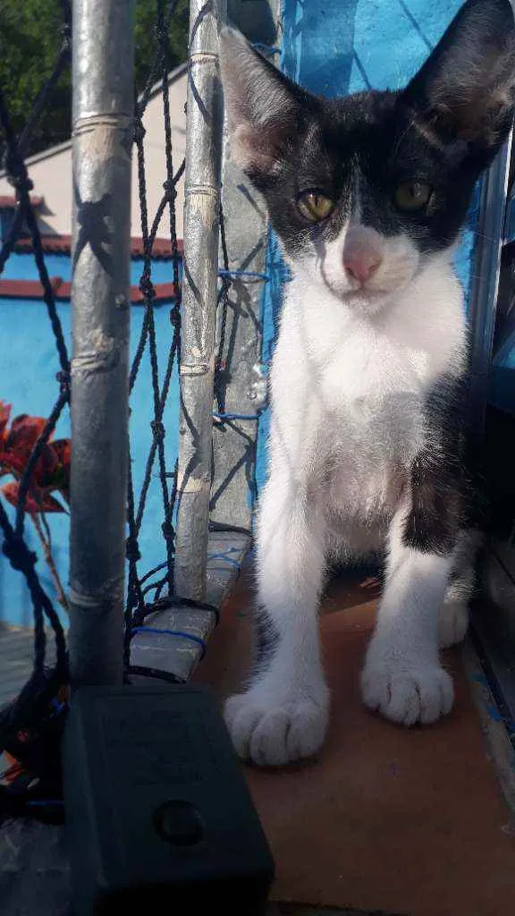 Gato raça Sem raça definida idade 2 a 6 meses nome Bibi