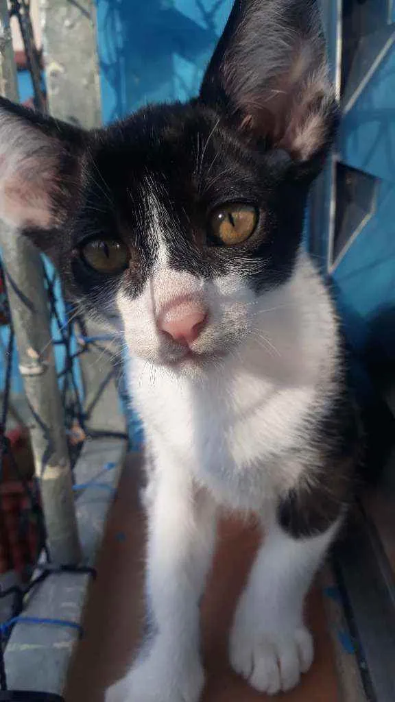 Gato raça Sem raça definida idade 2 a 6 meses nome Bibi