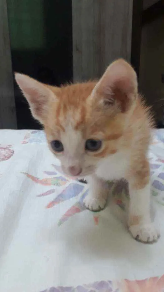 Gato raça Sem raça definida idade 2 a 6 meses nome Bibi