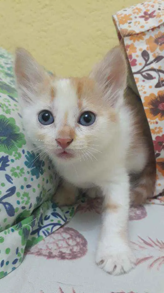 Gato raça Sem raça definida idade 2 a 6 meses nome Bibi
