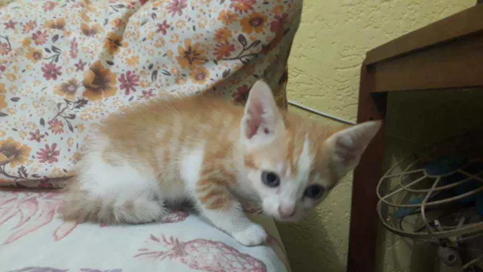 Gato raça Sem raça definida idade 2 a 6 meses nome Bibi