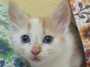 Gato raça Sem raça definida idade 2 a 6 meses nome Bibi