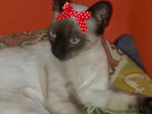 Gato raça Siamesa  idade 2 a 6 meses nome Lila 