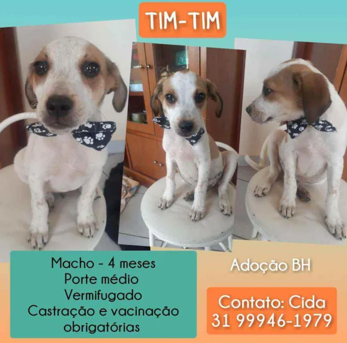 Cachorro raça Srd idade 2 a 6 meses nome Tim tim