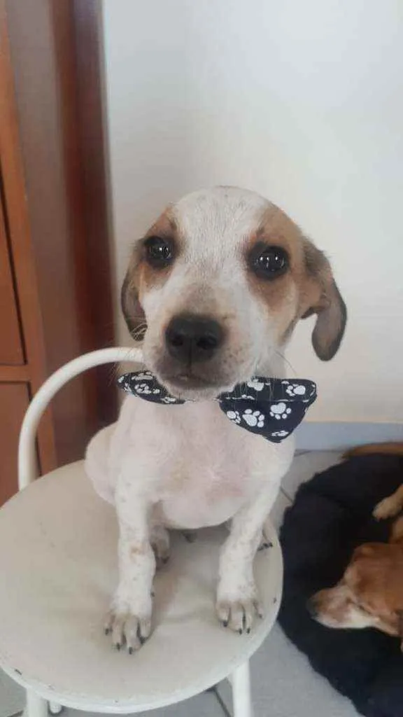 Cachorro raça Srd idade 2 a 6 meses nome Tim tim