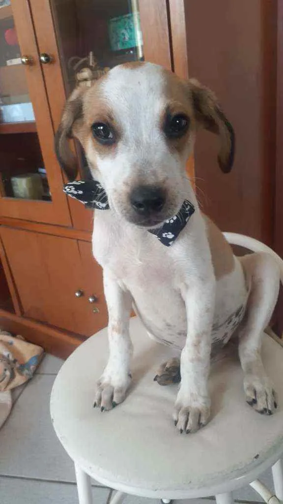 Cachorro raça Srd idade 2 a 6 meses nome Tim tim